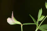 American bird's-foot trefoil